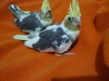 Antalya yavru bebek sultan papaganlar full evcil