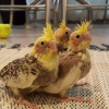 Antalya yavru sultan papagan 2024 2 aylk bebekler