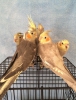 Antalya yavru sultan papaganı 2023 a kalite bebekler