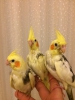 Antalya yavru sultan papaganlar 2023 evcil yerli