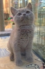 Apetshop kalitesiyle british shorthair yavrularmz