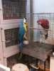 Ara macaw ve scarlet kapal bilezik yavrular