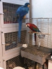 Ara macaw ve scarlet kapal bilezik yavrular