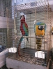 Ara macaw ve scarlet kapal bilezik yavrular