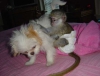 Arkadalar capuchin monkeys available