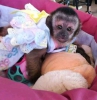 Alanm capuchin maymunlar maymunlar.