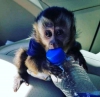 Aşılanmış capuchin maymunları mevcut