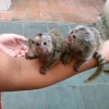 Alanm marmoset maymunlar