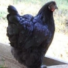 Australorp safkan rk civcivleri