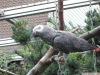 Baby african grey papaan hazr