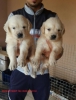 Baby face kt burun golden retriever bebekler