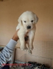 Baby face kt burun golden retriever bebekler