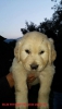 Baby face kt burun golden retriever bebekler