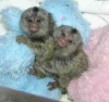 Baby marmoset monkeys for adoption