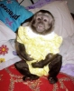 Bakm ev bebek capuchin maymunu.