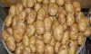 Bamba patates tohumu