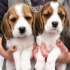 Beagle  ckc tescilli yavrular yeniden barndrlmak iin