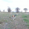 Beagle satlk yavrular