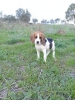 Beagle satlk yavrular