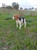 Beagle satlk yavrular