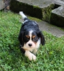 Beautiful and lovely cavalier-king-charles-spaniel-puppies