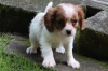 Beautiful cavalier-king-charles-spaniel-puppies available