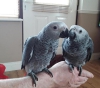 Beautiful congo african grey parrot