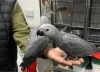 Beautiful congo african grey parrot