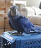 !!!!beautiful macaw and parrot birds for rehoming !!!