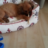 2 aylk pekines sahiplendirme