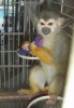 Bebek capuchin, marmoset, sincap maymunlar sadk satlk ~~