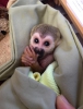 Bebek capuchin maymunlar noel iin vermek