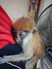 Bebek capuchin maymunu