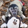 Bebek capuchin maymunu simdi tüm malzemeleriyle birlikte