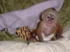 Bebek capuchin. sevgi dolu bir ev arayan maymunlar