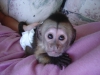 Bebek capuchin, sincap ve marmoset maymunlar evlat edinmek i