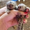 Bebek capuchin ve marmoset maymunlar