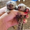 Bebek capuchin ve marmoset maymunlar