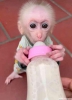 Bebek kapuin maymunlar bez eitimi ald