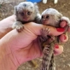 Bebek marmoset maymunlar! noel neredeyse burada
