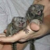 Bebek marmoset maymunlar imdi mevcut