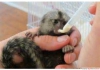 Bebek marmoset maymunlar imdi mevcut