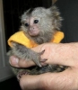 Bebek marmoset maymunlar cretsiz evlat edinme iin