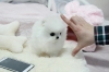 Bebek pomeranian kpek yavrusu