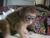 Bebek empanzeler, lemurlar, rezene tilkileri ve capuchin ma