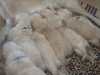 Bebek yzl golden retriever yavrulari