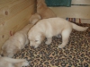 Bebek yzl golden retriever yavrulari