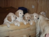 Bebek yzl golden retriever yavrulari