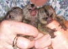 Bebekler finger marmoset imdi mevcuttur