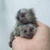 Bedava gzel marmoset maymunlar